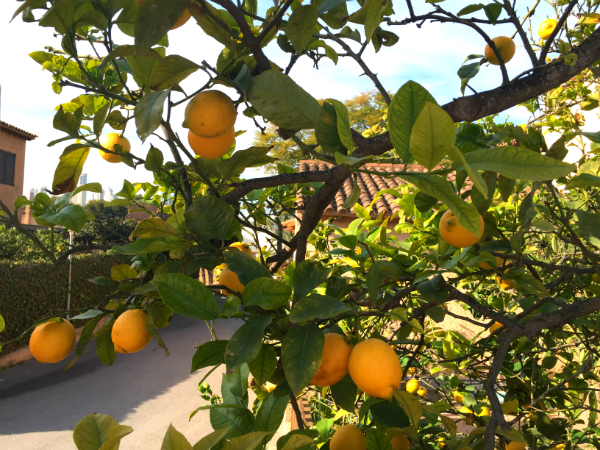 citronträd